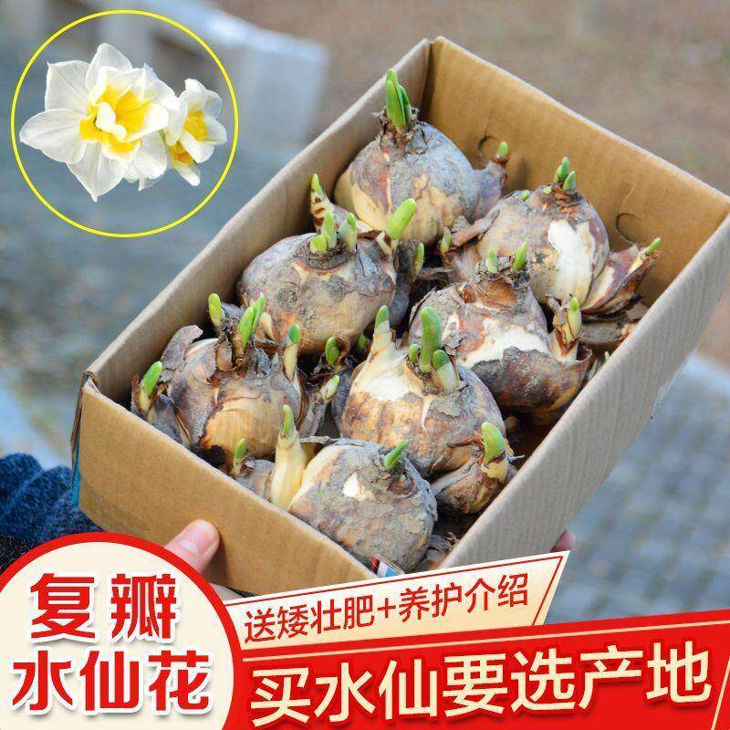 【复瓣 整盒】漳州水仙花花头重瓣水培植物种球水养花卉百叶种子
