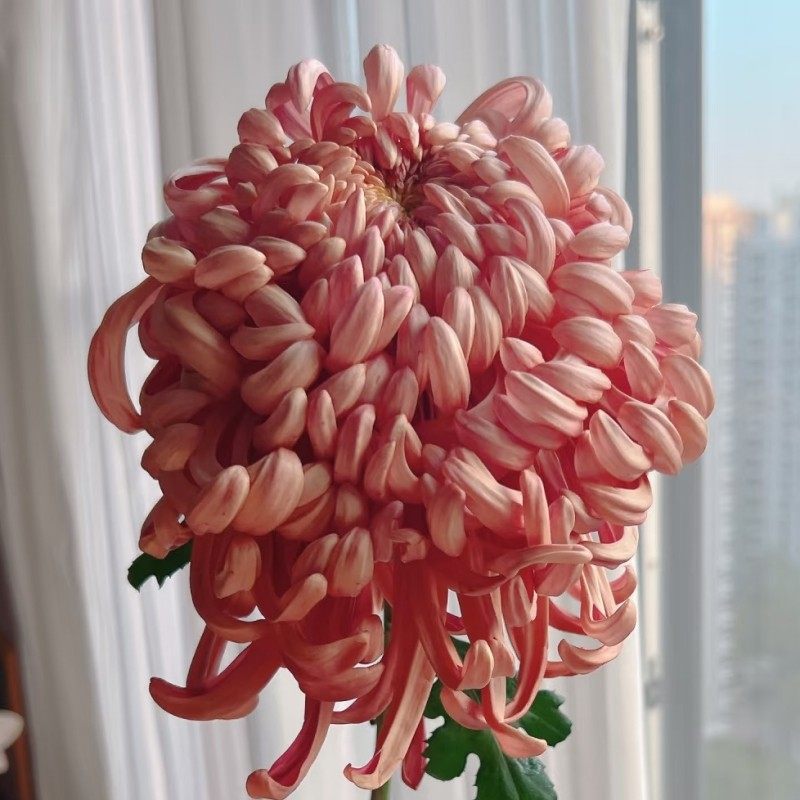 国华大菊花苗维也纳传统国菊菊独本苗耐寒多年生宿根植物包邮,鲜花速递/花卉仿真/绿植园艺,时令草本花卉,淘宝优惠券,粉丝福利购,淘宝优惠卷