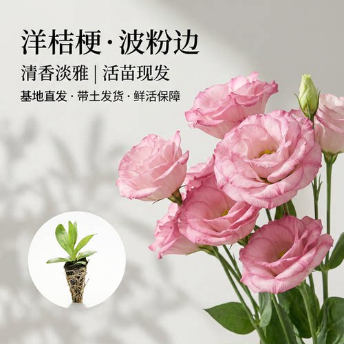 洋桔梗花苗粉色重瓣多年生花苗