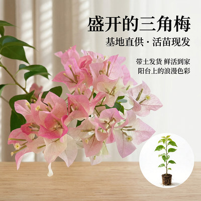 三角梅花苗重瓣多色勤花品种