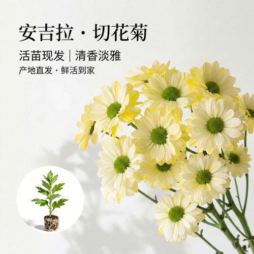 切花菊安吉拉花苗多年生草本花卉