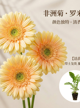 非洲菊罗米莉花苗5颗扶郎花小苗高杆重瓣大花四季开花鲜切花