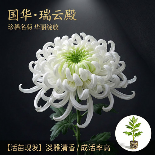 瑞云殿国华大菊花苗独本菊花苗