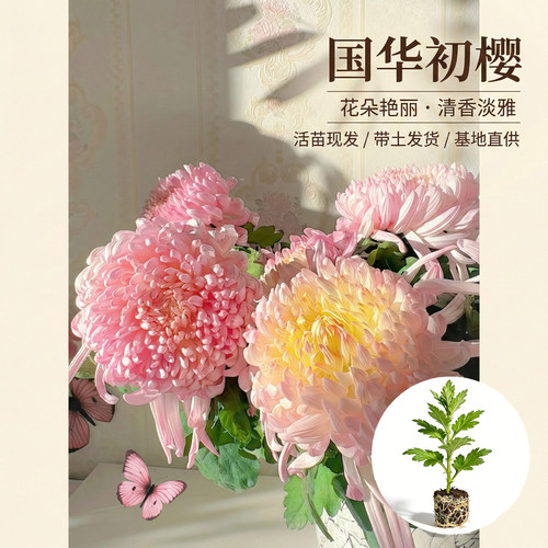 国华大菊初樱花苗多年生草本花卉