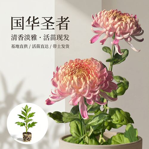大菊花苗国华圣者多年生宿根花卉