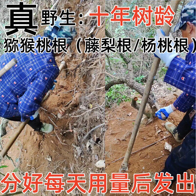 3斤野生雄猕猴桃根+1斤刀口药石苇杨桃根洋桃藤梨根高山自挖