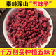 无硫新鲜油籽山茱萸泡茶水 包邮 正宗深山野生五味子中药材正品 500g