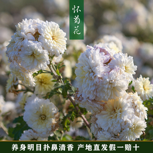 河南焦作特产怀白菊花40g礼盒独立包装怀菊花茶四大怀药包邮