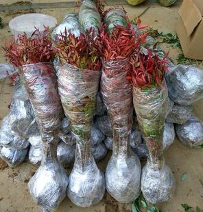 红车木苗 红车树苗塔形彩叶植物红枫南天竹红枝红鳞蒲桃鸿运当头