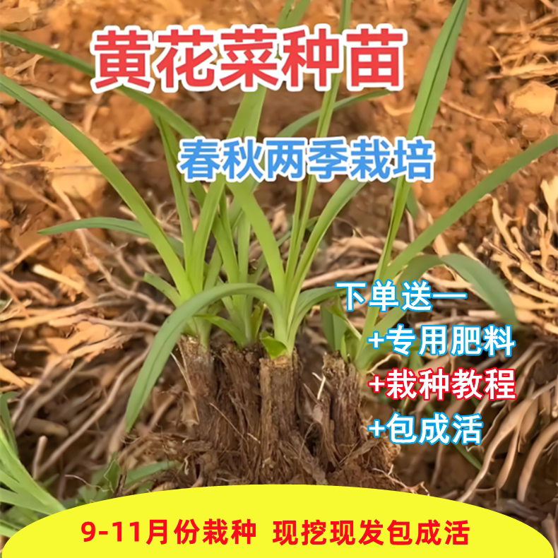 黄花菜种植苗金针菜苗包活