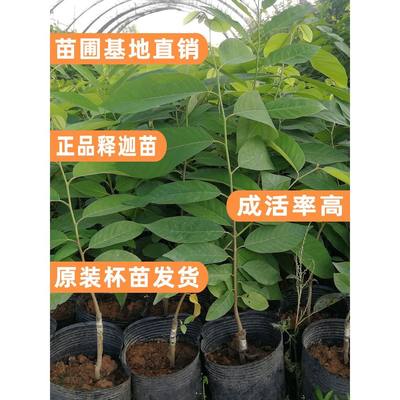 释迦果苗树台湾番荔枝特大凤梨佛头果嫁接苗南方种植果树当年结果