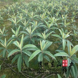 苏州东山白玉枇杷苗白沙枇杷树苗 嫁接苗 冠玉琵琶树苗 优质果树