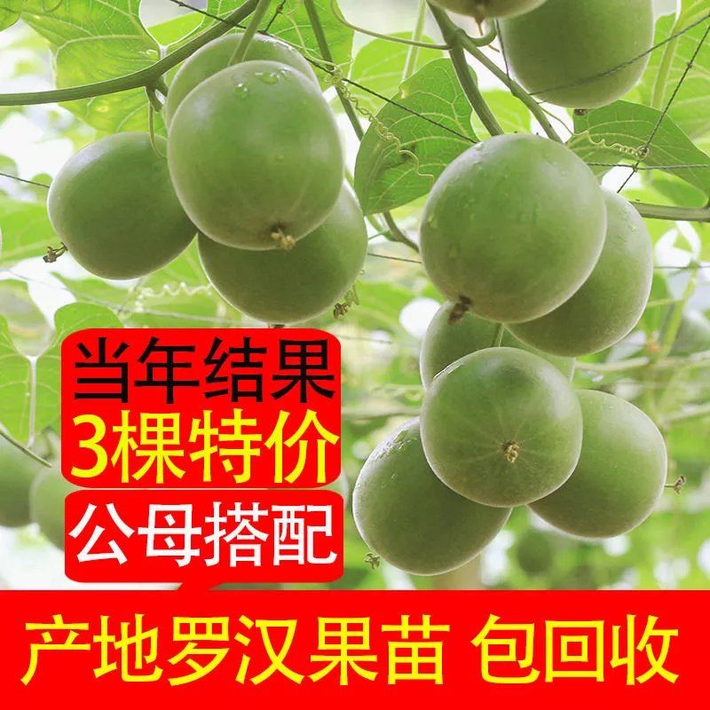 广西桂林永福罗汉果苗盆栽正宗罗汉果树苗地栽当年结果四季种植
