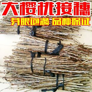 新品大樱桃接穗大樱桃嫁接用大樱桃品种枝条车厘子接穗车厘子枝条