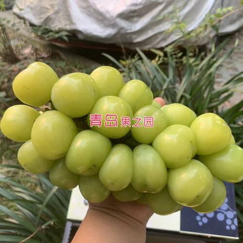 阳光十三葡萄苗5BB砧木嫁接南北方种植葡萄树苗
