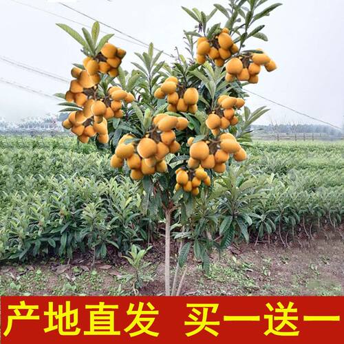 枇杷苗树无核特大南北方种植砂糖大五星枇杷苗枇杷苗嫁接枇杷树苗