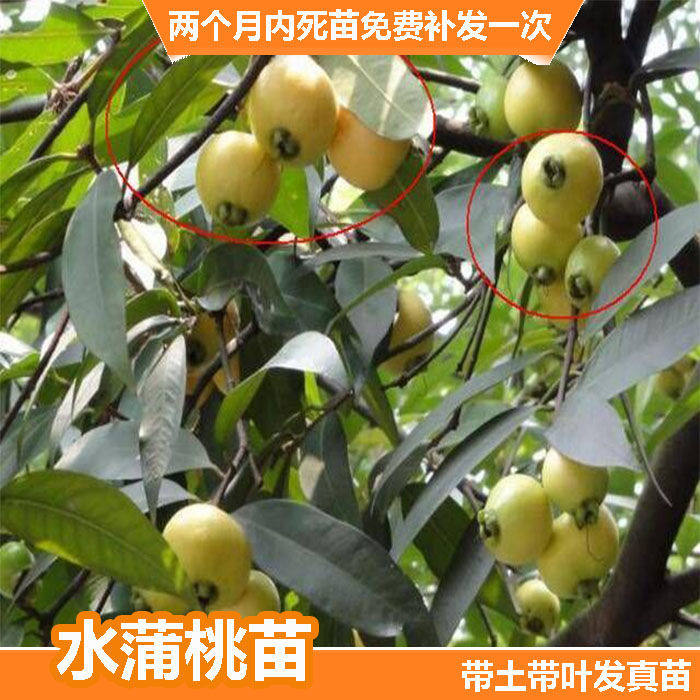 果树 罗浮山蒲桃树 海南蒲桃苗,水蒲桃树苗 南北方盆栽