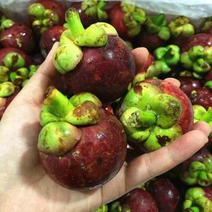 正宗泰国无核山竹树苗盆栽地栽山竹苗当年结果南方北方种植果树苗