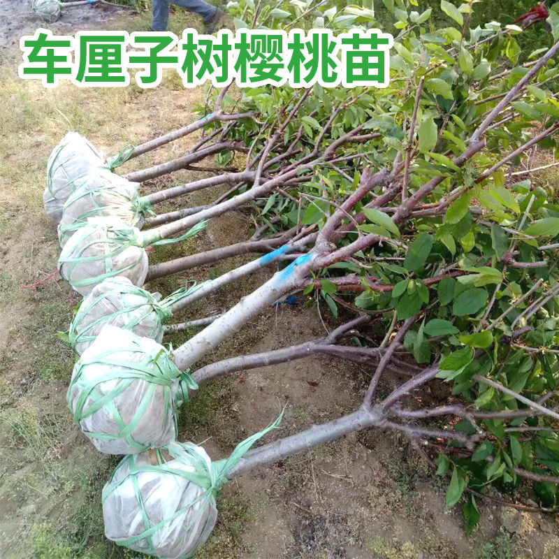 车厘子树苗带土球矮化盆栽地栽南北方种植当年结果大樱桃苗樱桃树