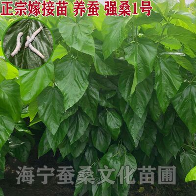 强桑1号采叶大叶蛋白桑树嫁接苗 喂蚕宝宝 养蚕高产 青苗饲料桑苗