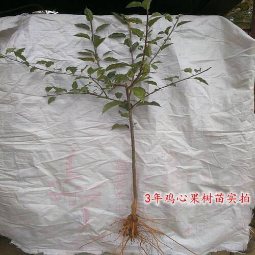 鸡心果树苗果树东北小苹果当年结果锦绣海棠耐寒植物南北方种植