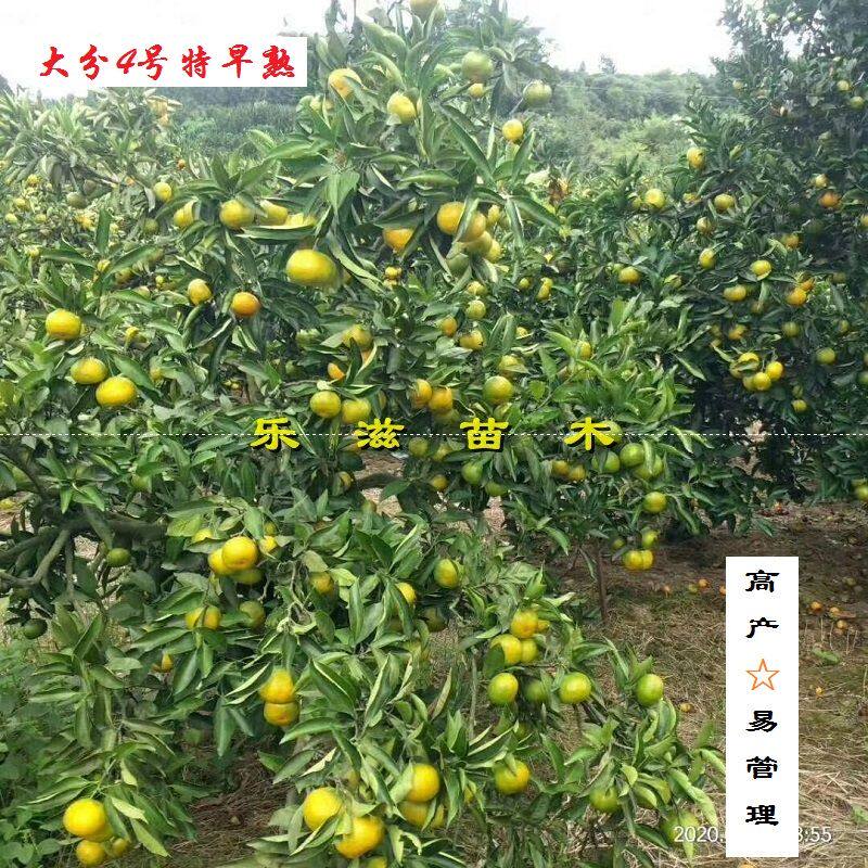 大分4号特早熟苗无核柑桔青皮温州蜜橘大分早生橘树高产湖南果苗