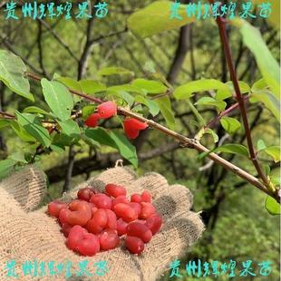 杈把果苗树苗爱情果食用美味水果树苗爱心果叉巴果树盆栽南北