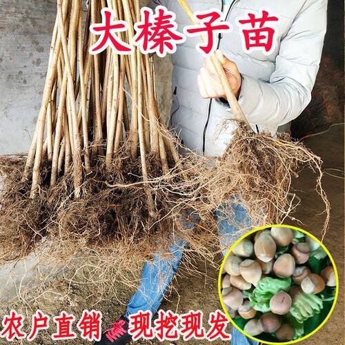 美国大榛子树苗辽榛玉坠平欧大榛子苗树地栽盆栽北方种植当年结果
