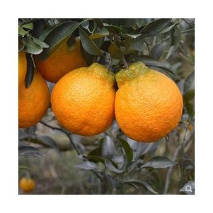 四川丑橘树苗不知火丑桔苗丑橘苗丑八怪苗不知火果树苗丑桔丑橘树