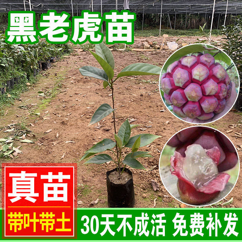 黑老虎苗黑老虎树苗布福娜南方种植爬藤大血藤果果树果苗当年结果
