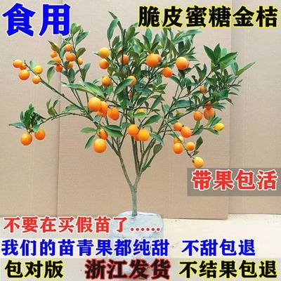 融安滑皮脆皮金桔树苗蜜糖金桔苗食用橘子树苗金桔盆栽苗带果发货