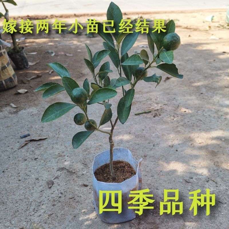 海南小金桔青柠檬树苗金桔柠檬果苗四季常绿当年结果带土盆栽地栽