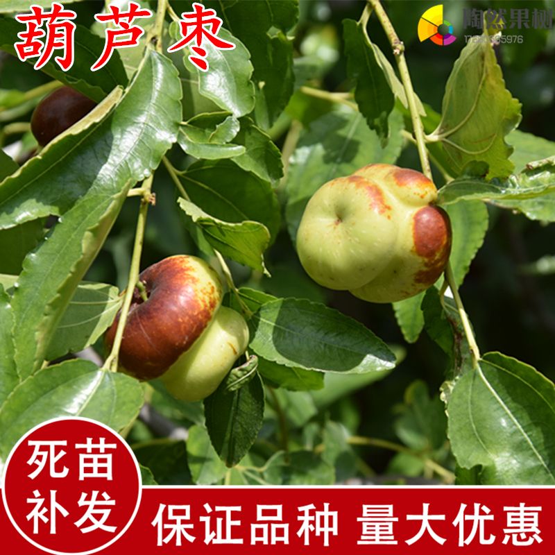 葫芦枣树苗嫁接枣子苗果树苗当年结果南方北方种植当年结果枣苗