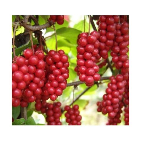 名贵珍稀药材五味子苗南北五味子树苗冷饭坨 称驼子结果丰产易管