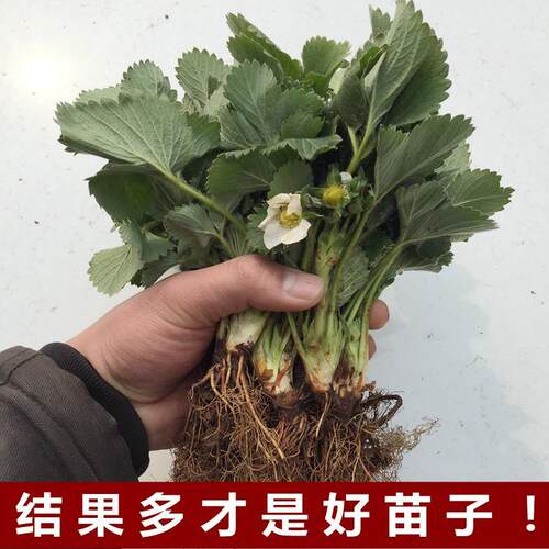 妙香七号草莓苗四季草莓苗奶油草莓苗果树苗盆栽草莓当年结果