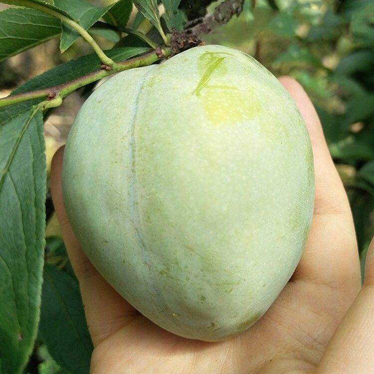 嫁接李子苗 奈李苗 青奈李子苗 油奈李子树苗 南北方种植当年结果