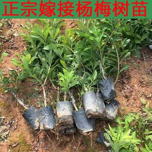 正宗嫁接杨梅树苗乌梅苗东魁杨梅果树苗盆栽地栽南方种植带营养杯
