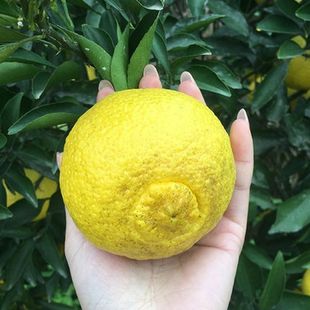 湖南果苗 黄金贡柚苗 春香苗 柑橘柚子 桔柚苗 嫁接新品种果树苗