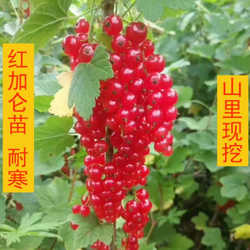 红加仑树苗东北果树苗耐寒红加仑山樱桃苗易成活当年结果