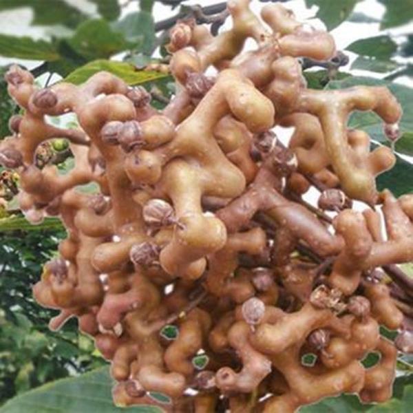 果树苗拐枣树苗万寿果鸡爪连金钩梨果树苗当年结果苗盆栽地栽