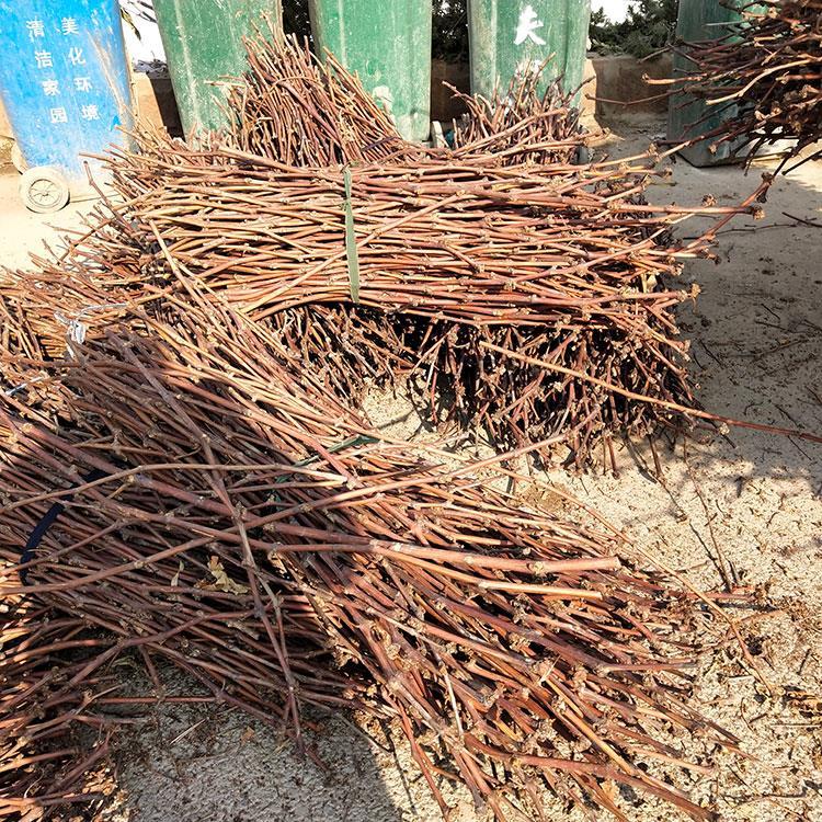 果树苗美国甜蜜蓝宝石葡萄嫁接枝条巨峰阳光玫瑰葡萄树苗扦插枝条