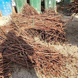 果树苗美国甜蜜蓝宝石葡萄嫁接枝条巨峰阳光玫瑰葡萄树苗扦插枝条