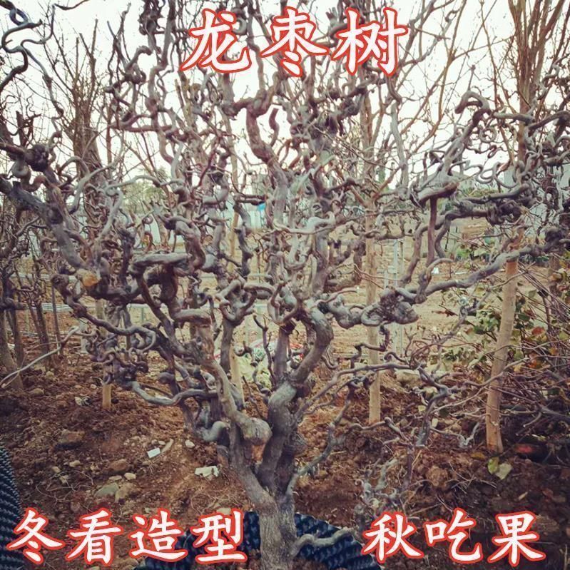 果树嫁接苗龙须枣树苗盘龙枣树苗南北庭院种植当年结果观赏价值高