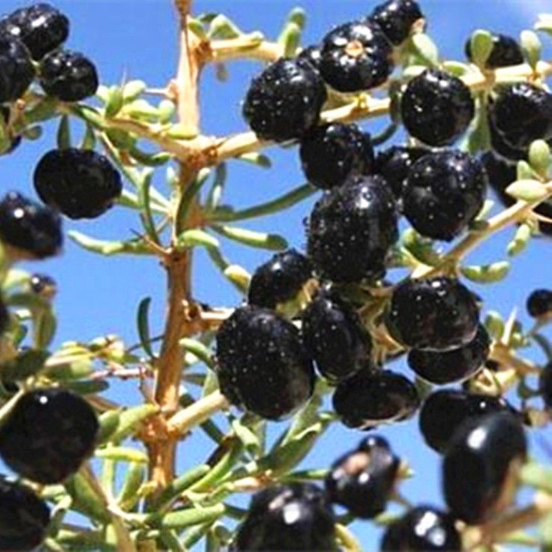 果树苗 野生黑枸杞树苗 宁夏黑枸杞苗枸杞小苗宁杞7号黑果枸杞苗