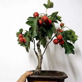 矮化盆栽山楂树盆景山里红大金星一物一拍带果当年结果果树苗