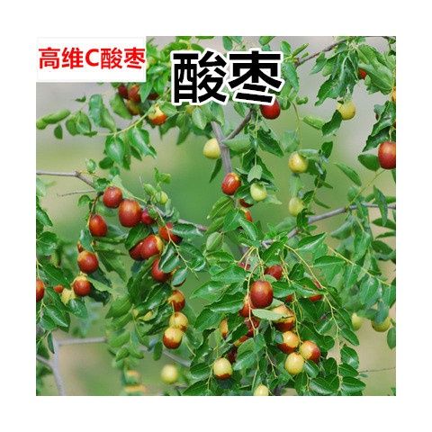 酸枣树苗嫁接枣树活苗南北方种植庭院特大地栽盆栽当年结果