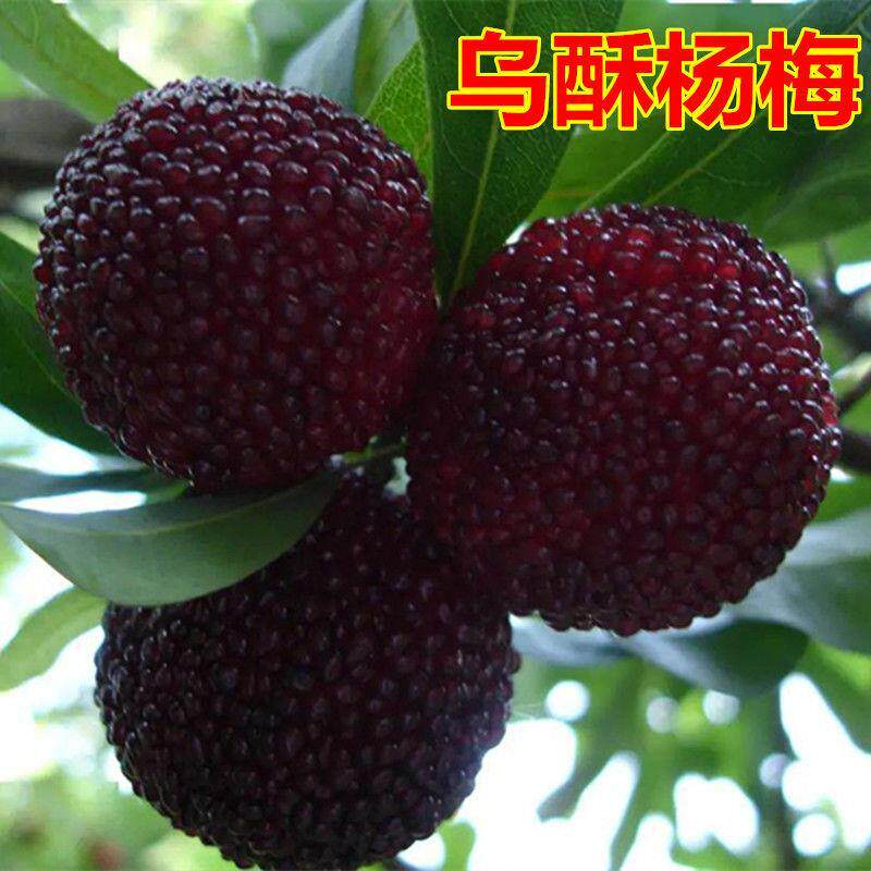 乌梅优良品种- 乌酥杨梅树苗 嫁接杨梅苗盆栽地栽果树当年结果