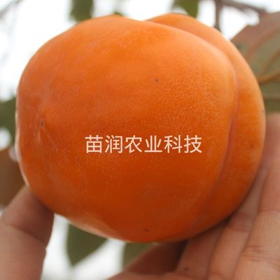 特大甜软磨盘柿子树苗嫁接柿子苗南方北方种植地栽果树多汁懒柿子