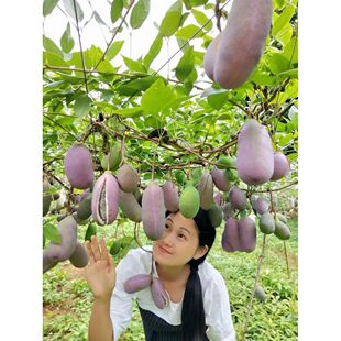 八月瓜苗8月炸苗树苗九月黄苗果苗果树苗三叶木通苗树八月瓜树苗