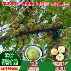 油甘果苗 潮汕嫁接崩坎狮头甜种油甘苗 柿饼甜油甘果树苗四季结果